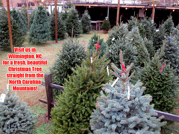 Livimg Christmas Ytee 2022 Wilmington Nc Best Wholesale Christmas Trees