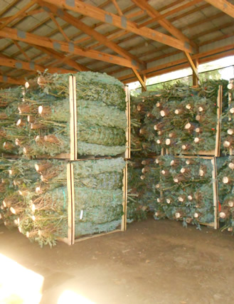 Best Wholesale Christmas Trees