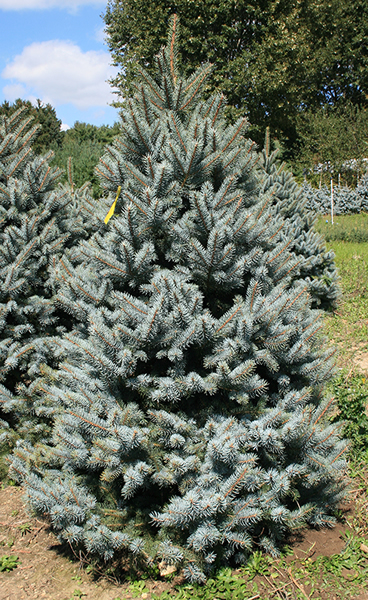 Best Wholesale Christmas Trees